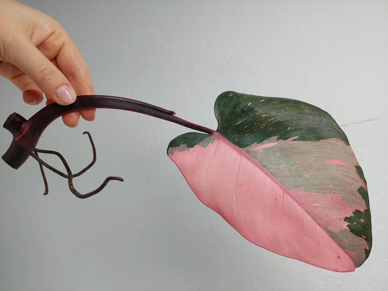 Philodendron Pink Princess Steckling