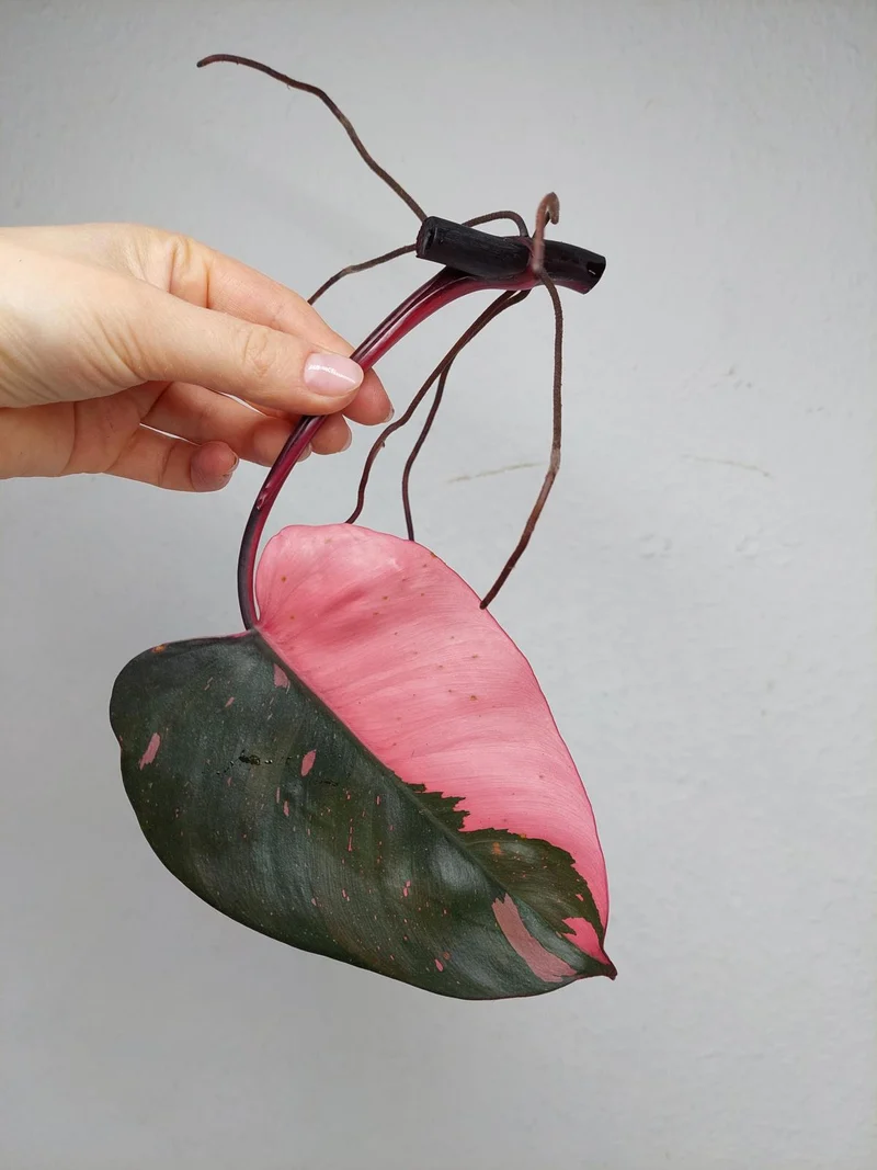 Philodendron Pink Princess Steckling