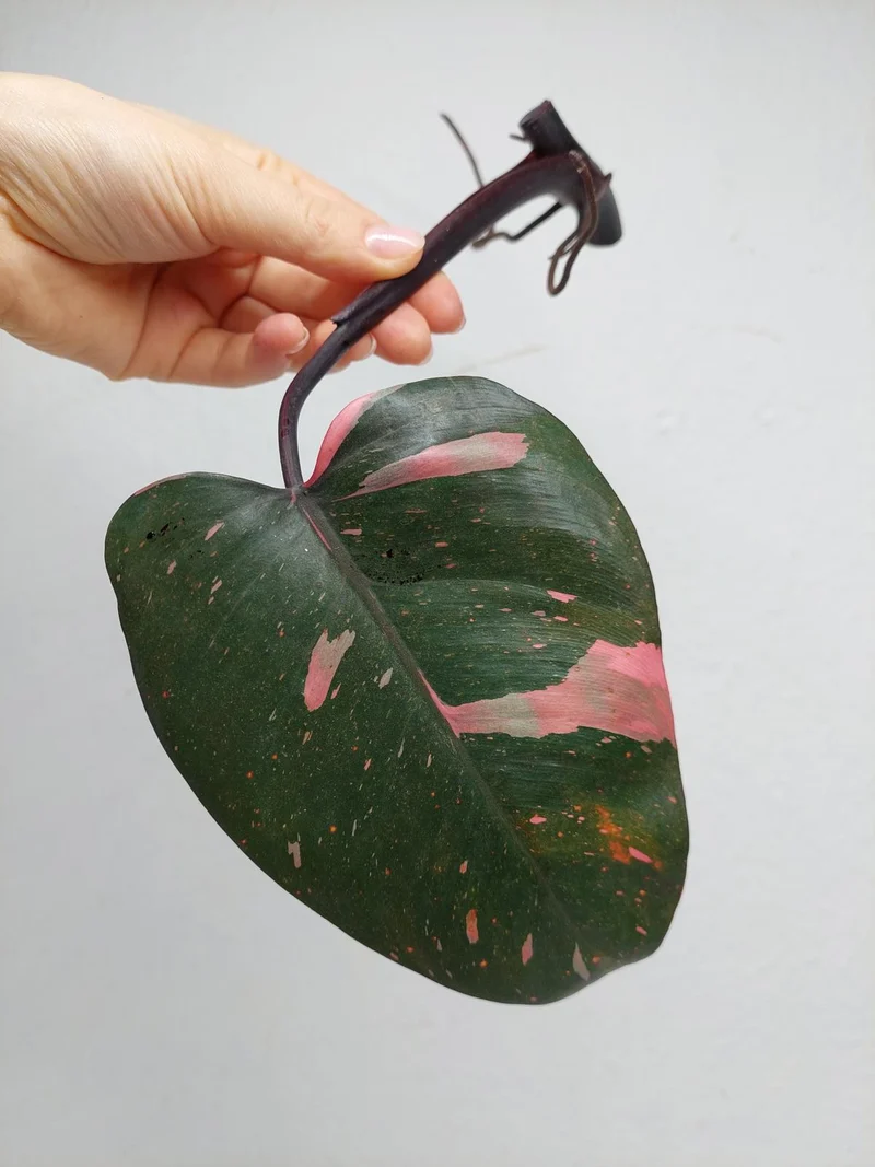 Philodendron Pink Princess Steckling