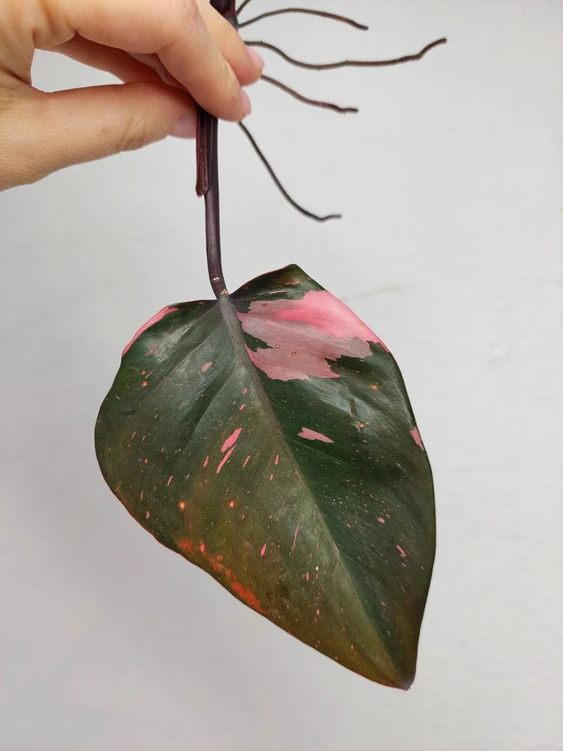 Philodendron Pink Princess Steckling