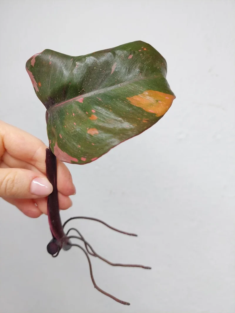 Philodendron Pink Princess Steckling