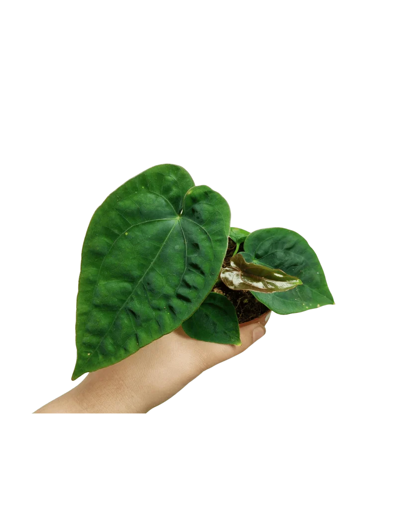 Anthurium Dressleri Pure