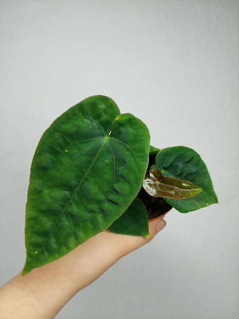 Anthurium Dressleri Pure