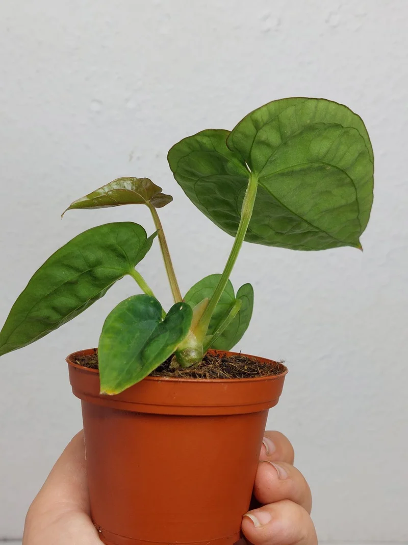 Anthurium Dressleri Pure