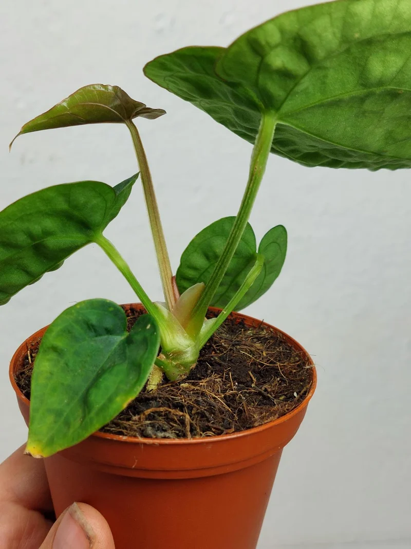 Anthurium Dressleri Pure