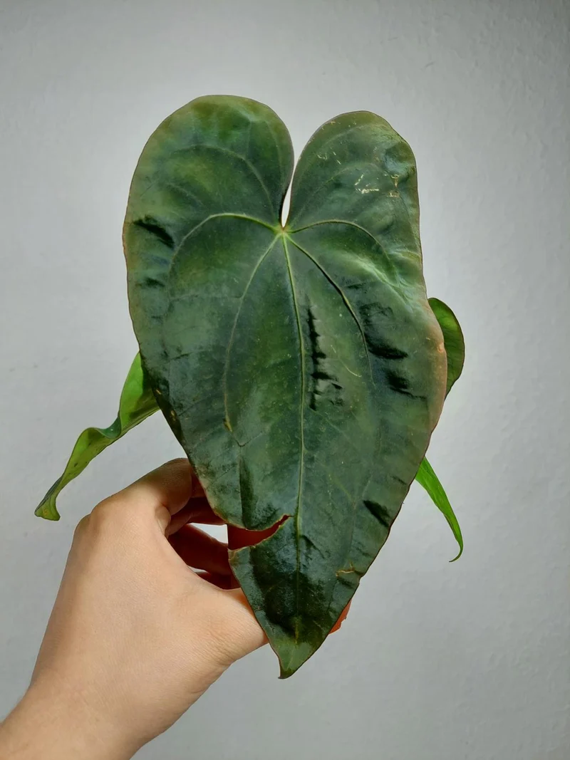 Anthurium Dressleri Pure