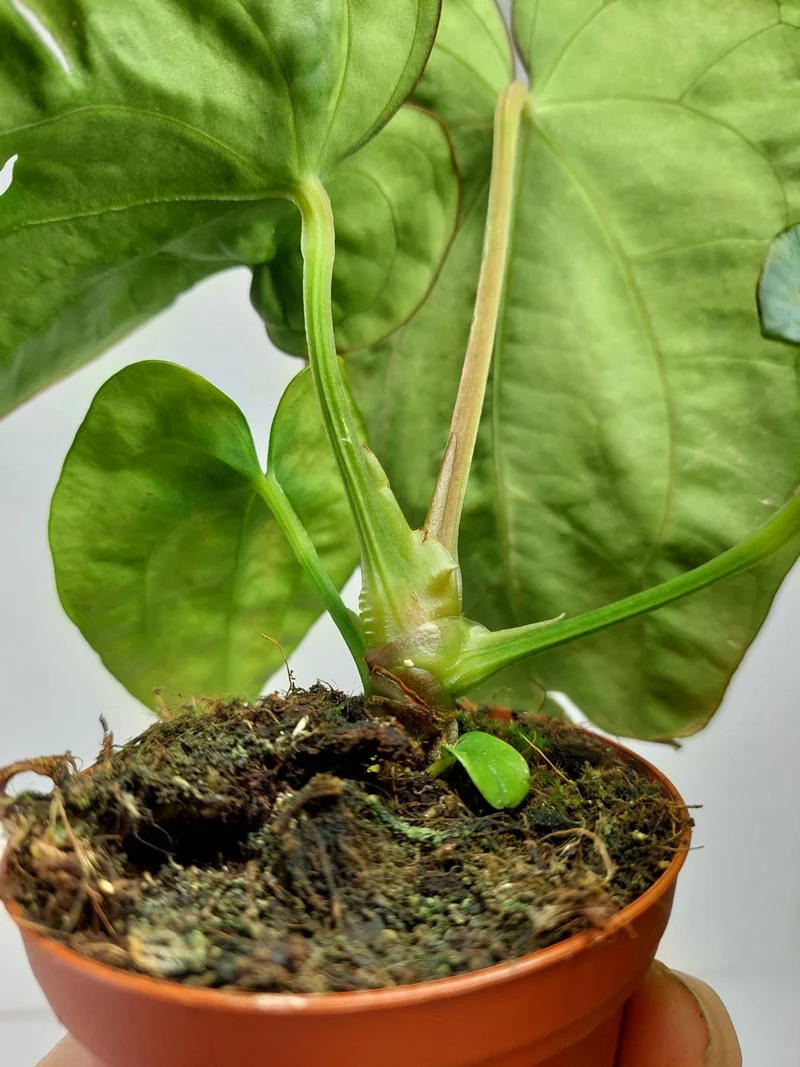 Anthurium Dressleri Pure