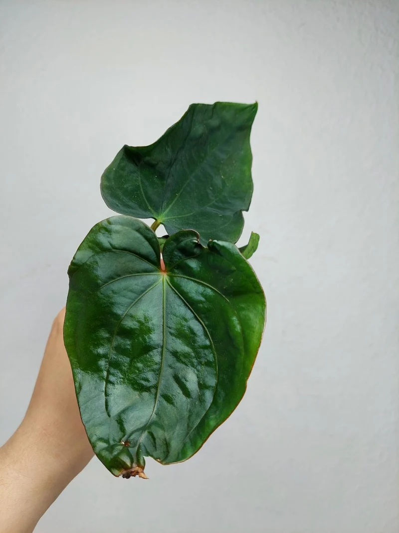 Anthurium Dressleri Pure