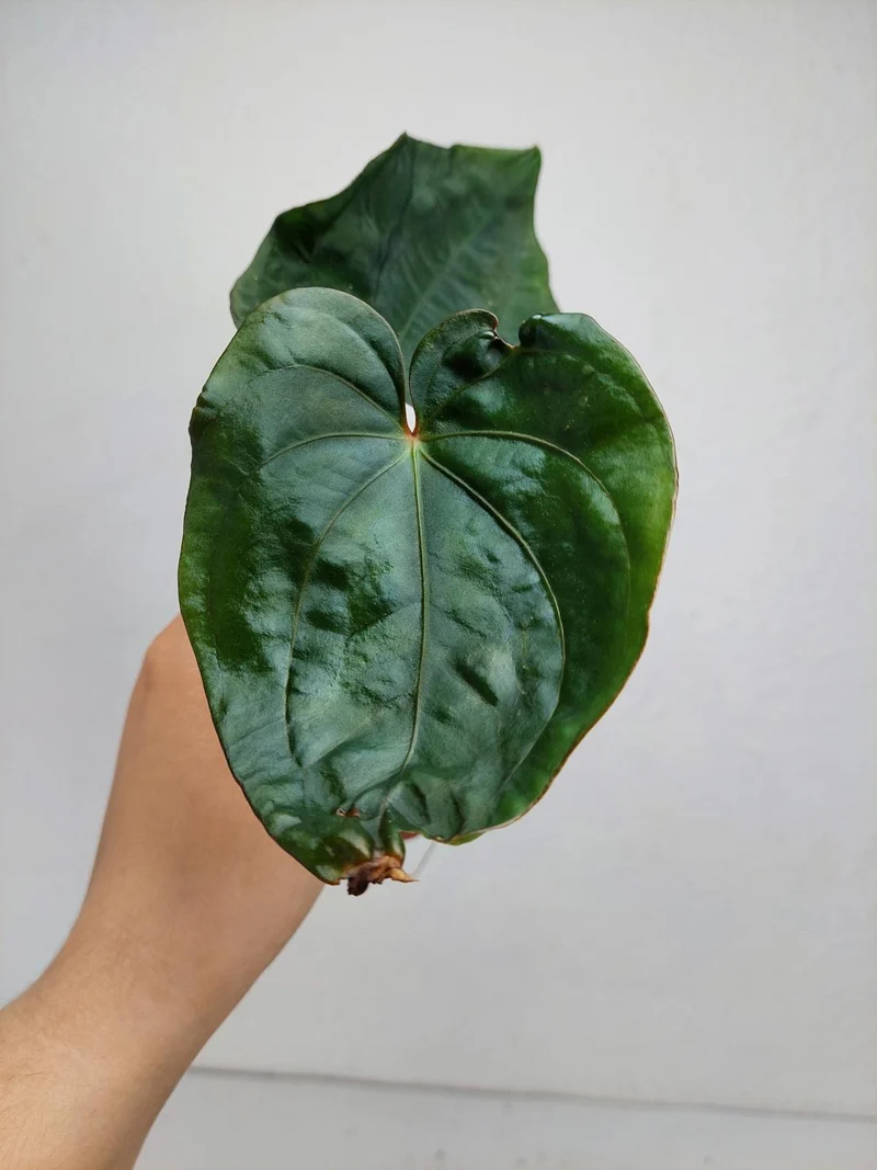 Anthurium Dressleri Pure
