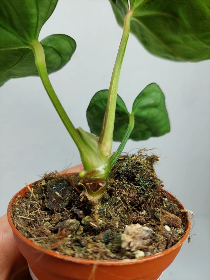 Anthurium Dressleri Pure