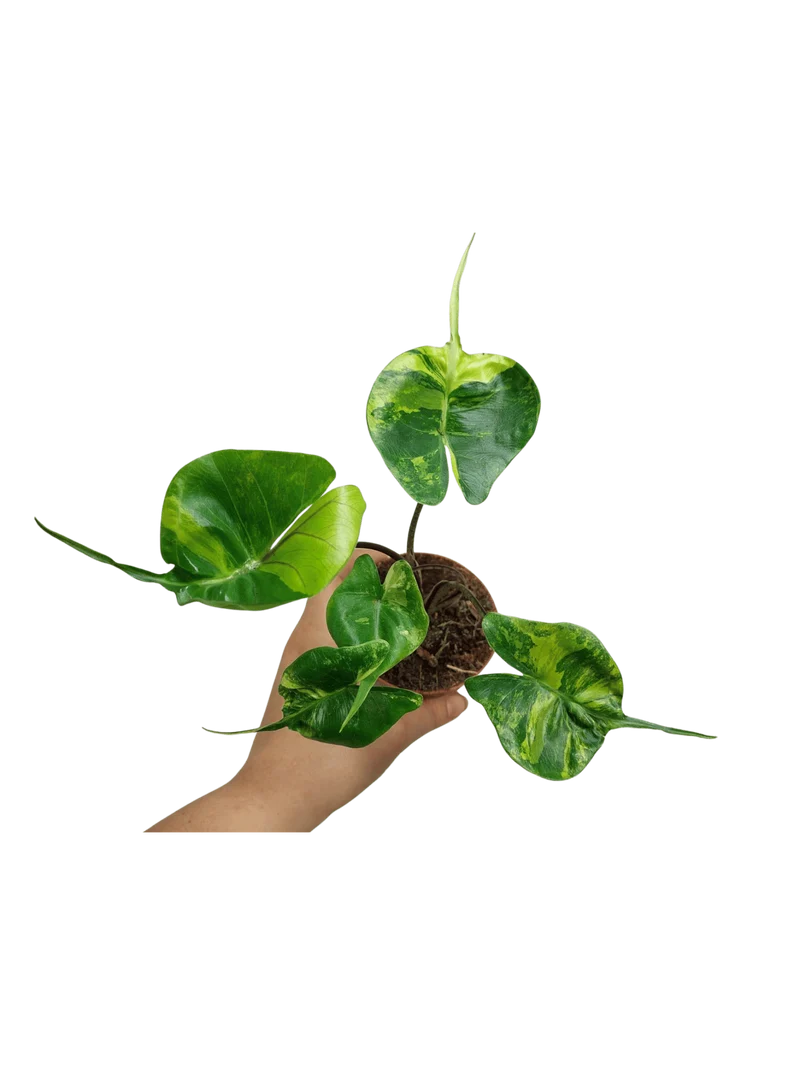 Alocasia Stingray Aurea