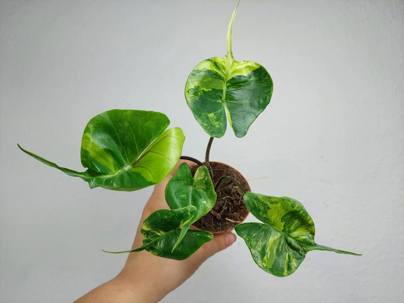 Alocasia Stingray Aurea
