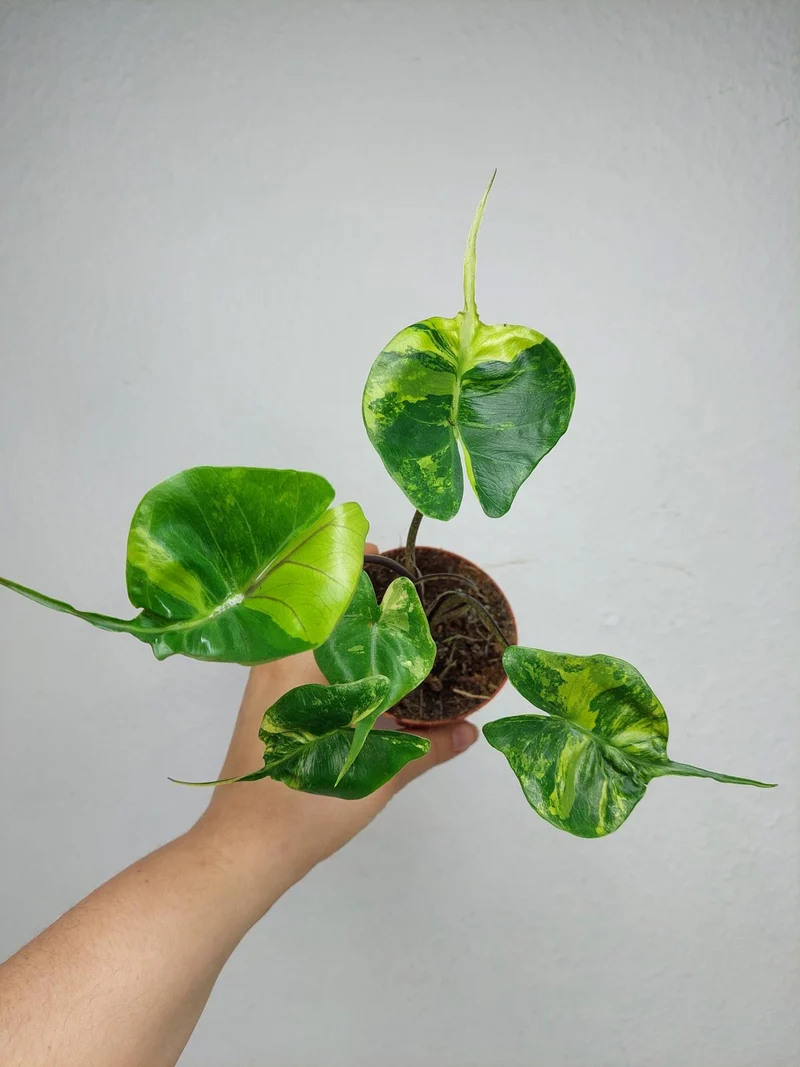 Alocasia Stingray Aurea