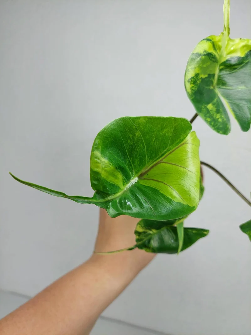 Alocasia Stingray Aurea