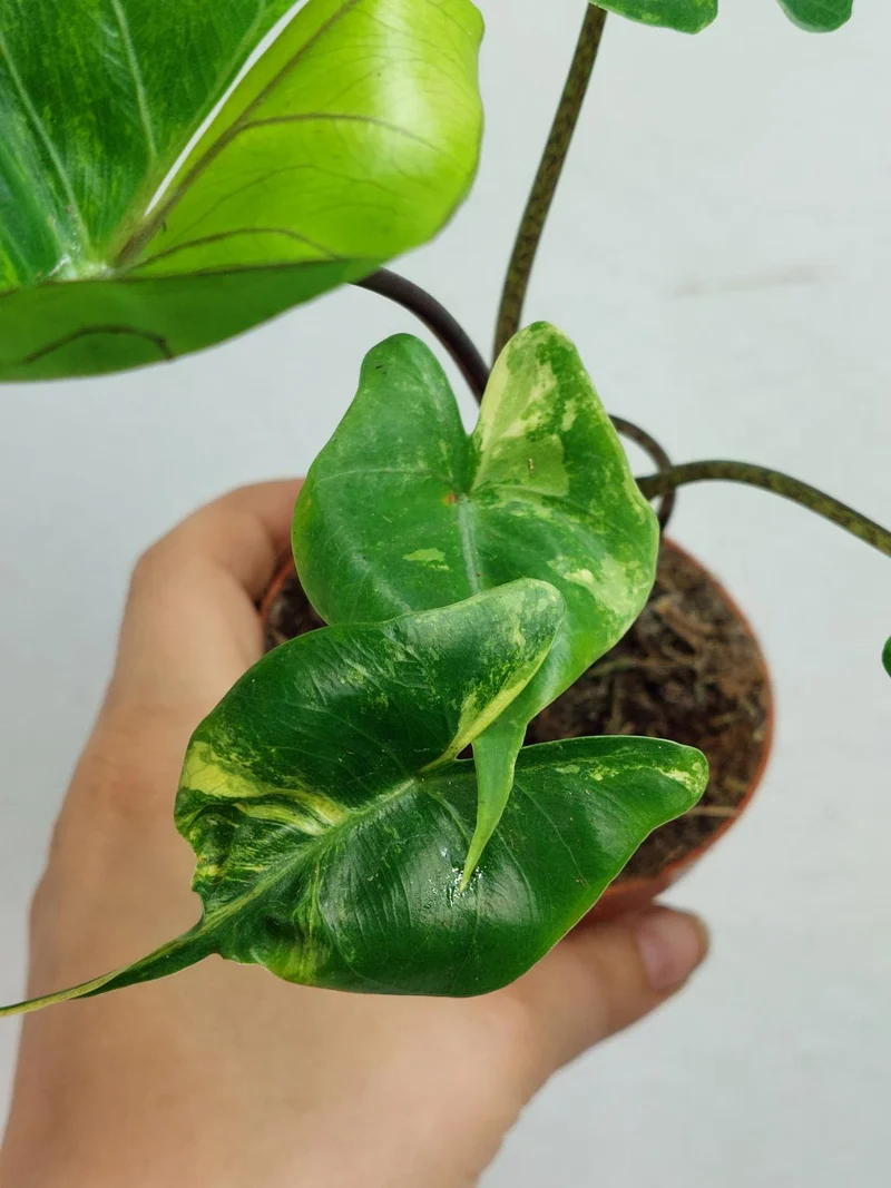 Alocasia Stingray Aurea