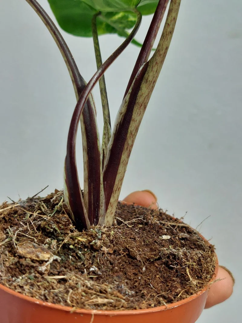 Alocasia Stingray Aurea