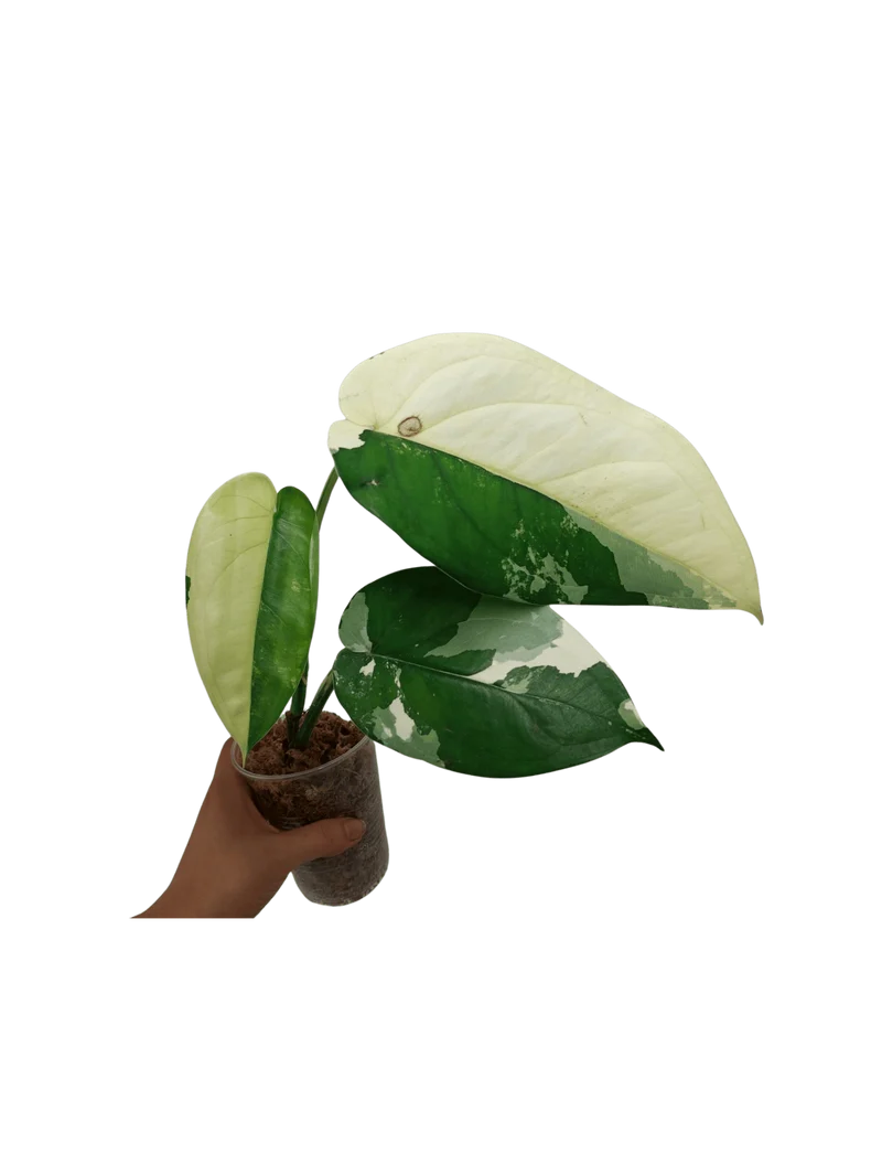 Syngonium Chiapense Variegata