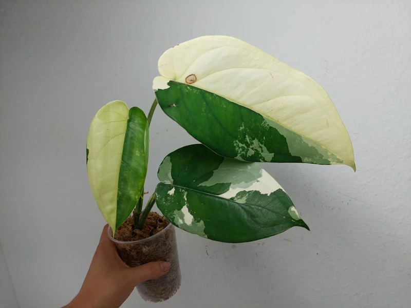 Syngonium Chiapense Variegata