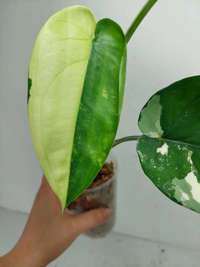 Syngonium Chiapense Variegata