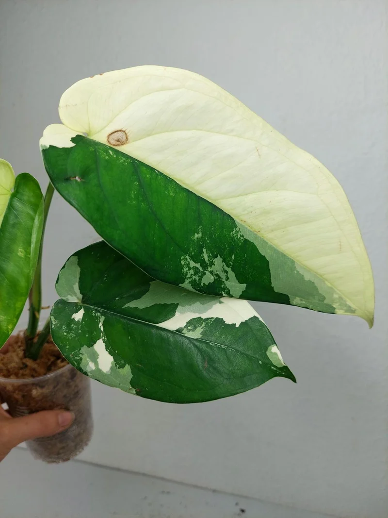 Syngonium Chiapense Variegata