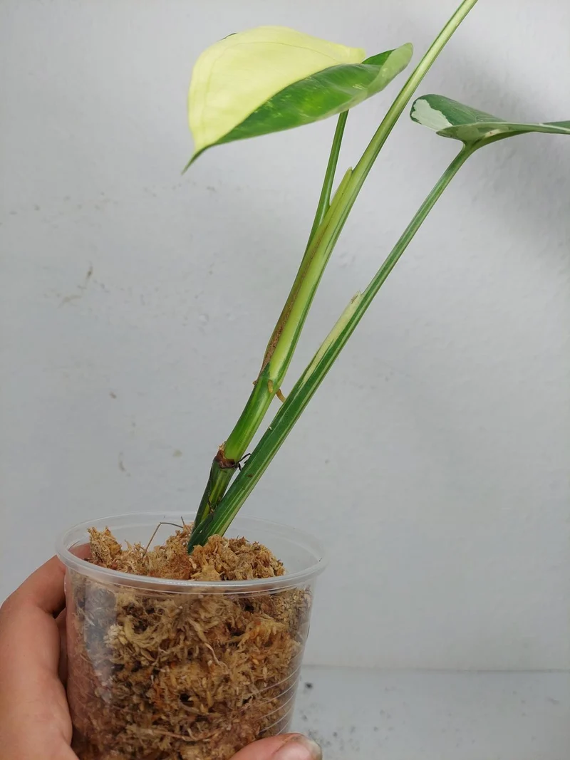 Syngonium Chiapense Variegata