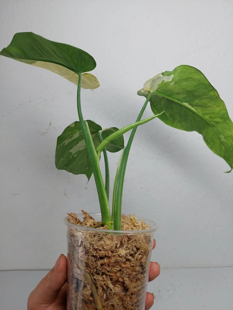 Syngonium Chiapense Variegata