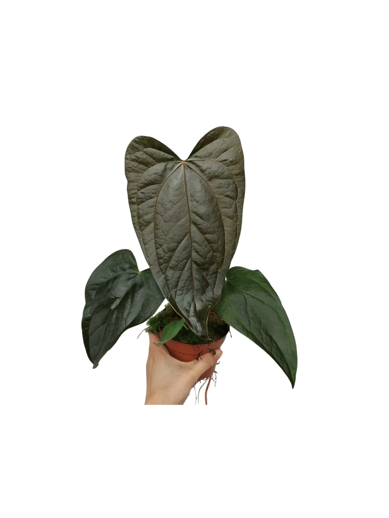 Anthurium Queen of Hearts