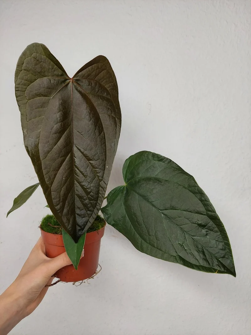 Anthurium Queen of Hearts