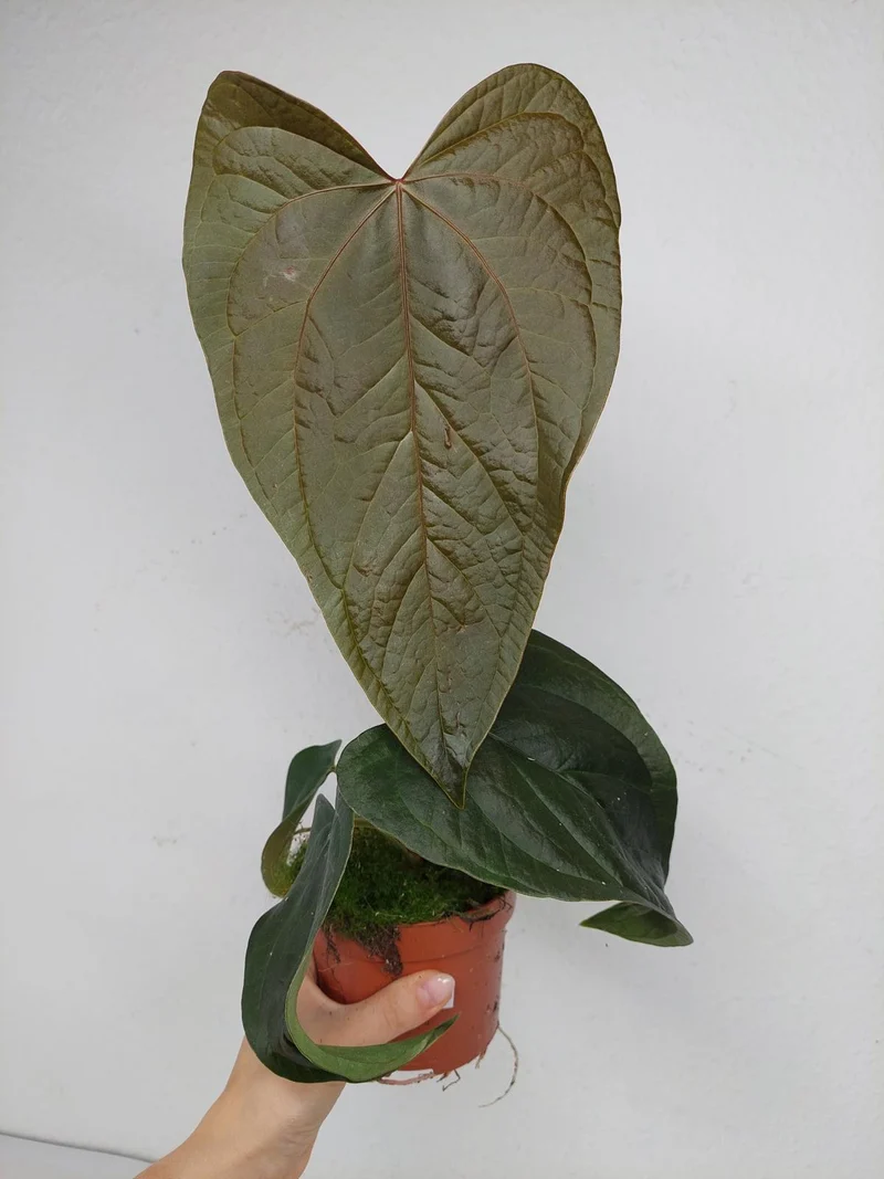 Anthurium Queen of Hearts