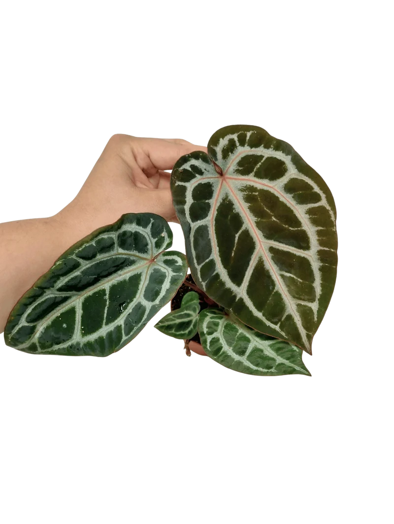Anthurium Zara x Michelle X Michelle