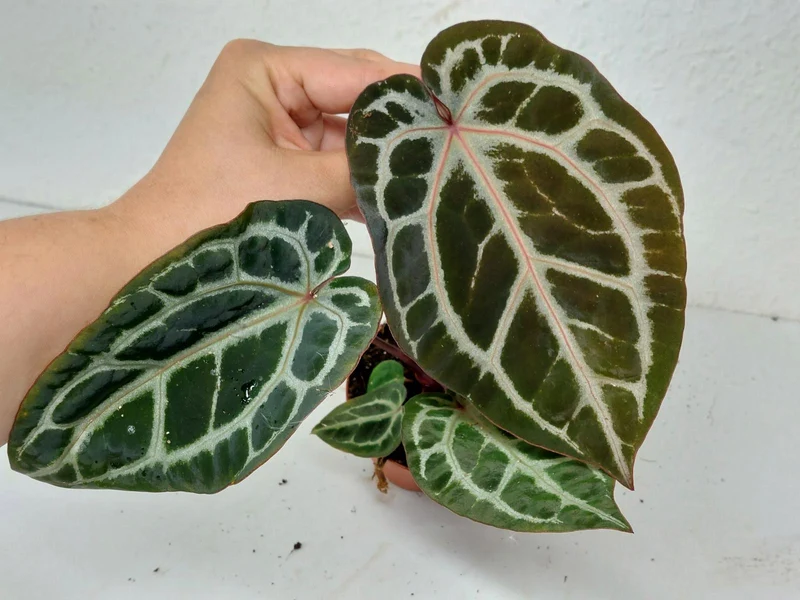 Anthurium Zara x Michelle X Michelle