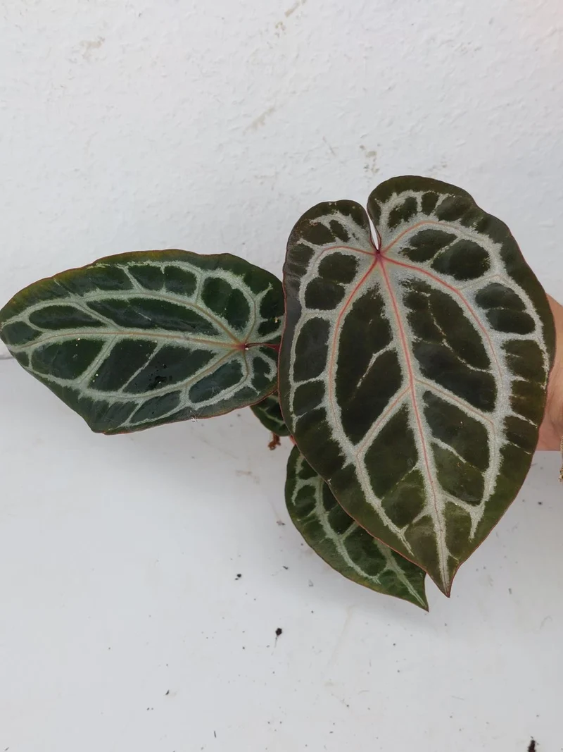 Anthurium Zara x Michelle X Michelle