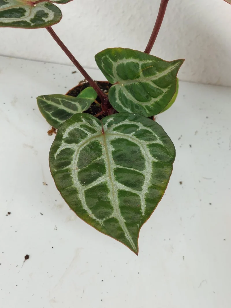 Anthurium Zara x Michelle X Michelle