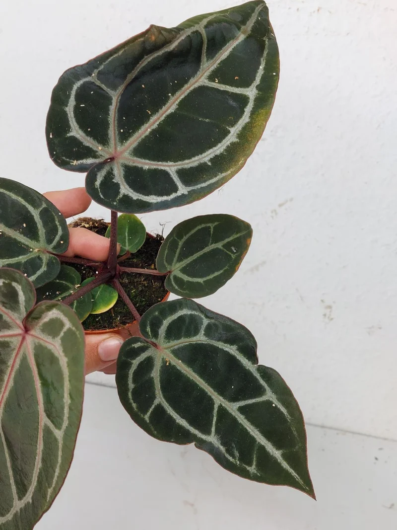 Anthurium Zara x Michelle X Michelle