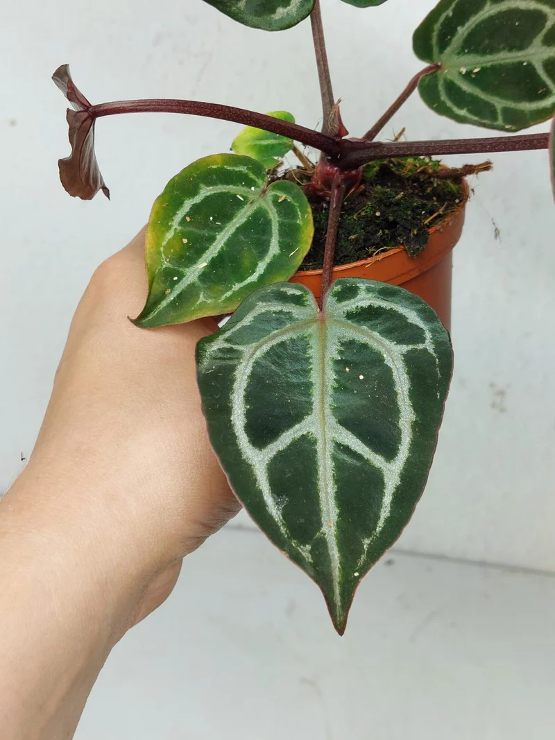 Anthurium Zara x Michelle X Michelle