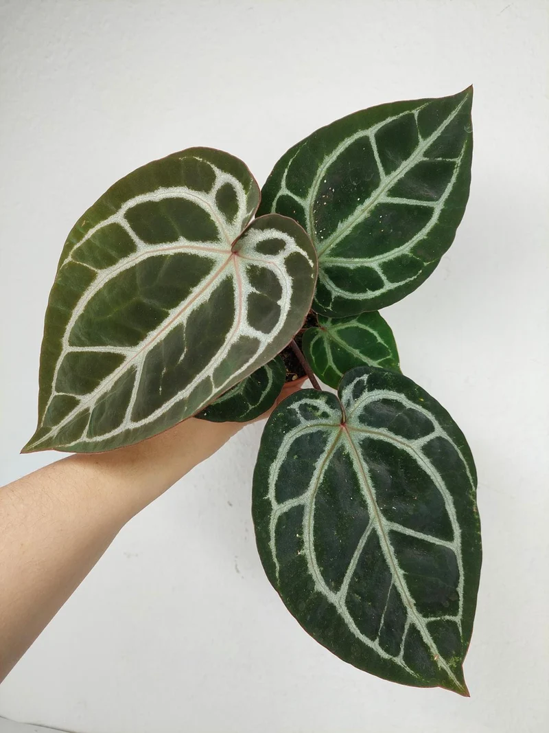 Anthurium Zara x Michelle X Michelle