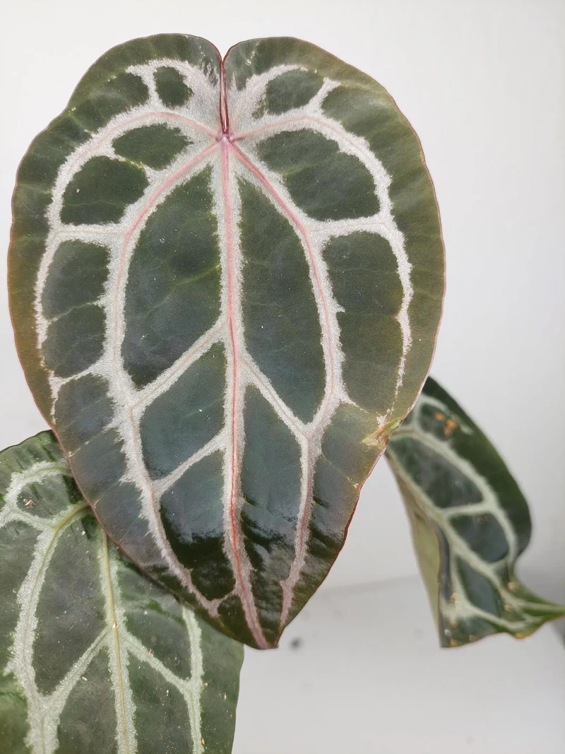 Anthurium Zara x Michelle X Michelle