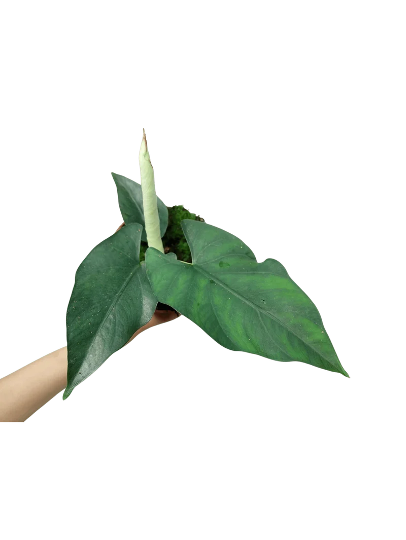 Alocasia Scabriuscula