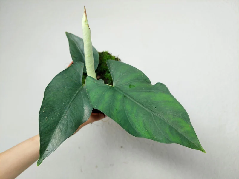 Alocasia Scabriuscula