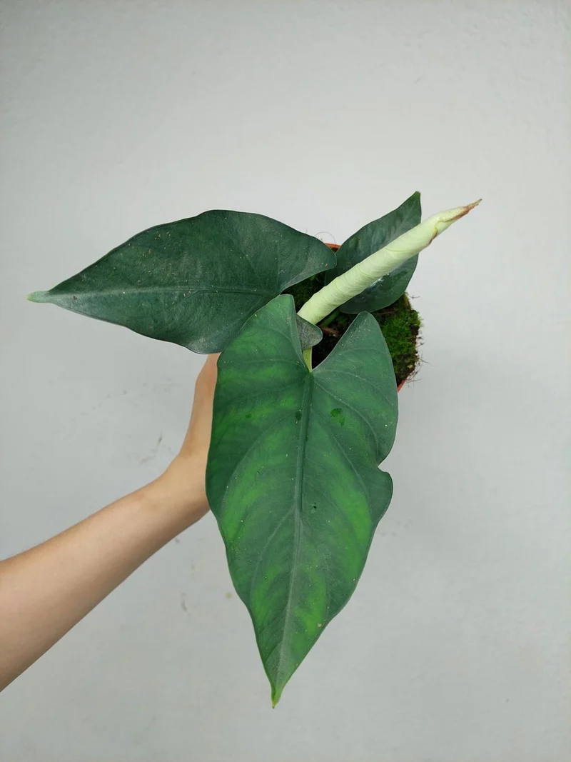 Alocasia Scabriuscula