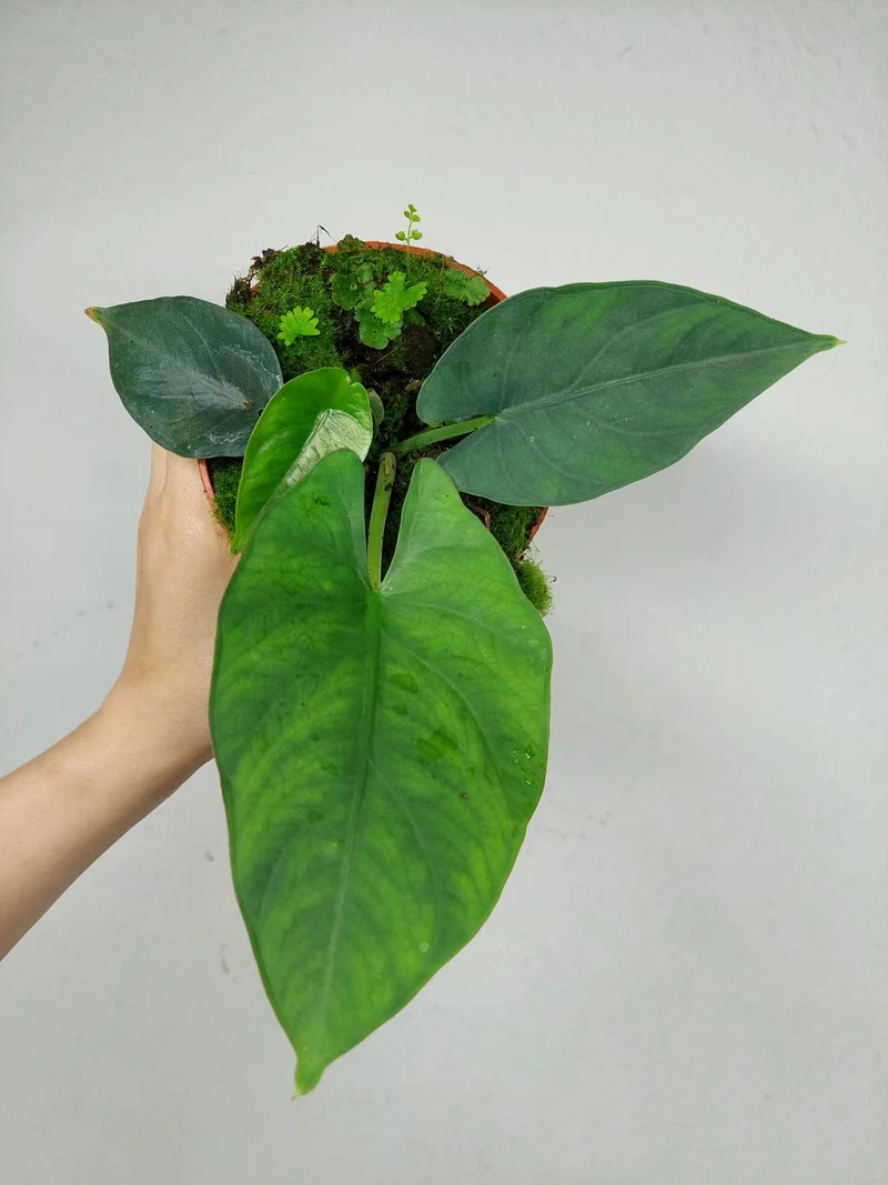 Alocasia Scabriuscula