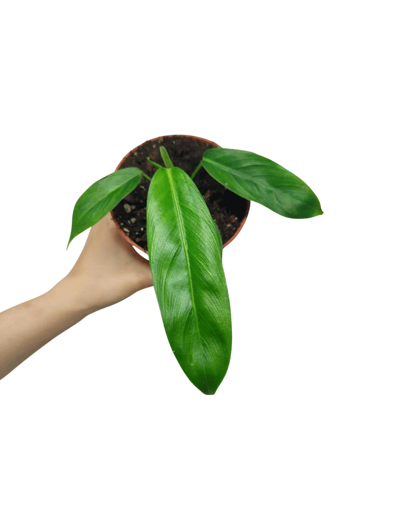 Philodendron Patriciae