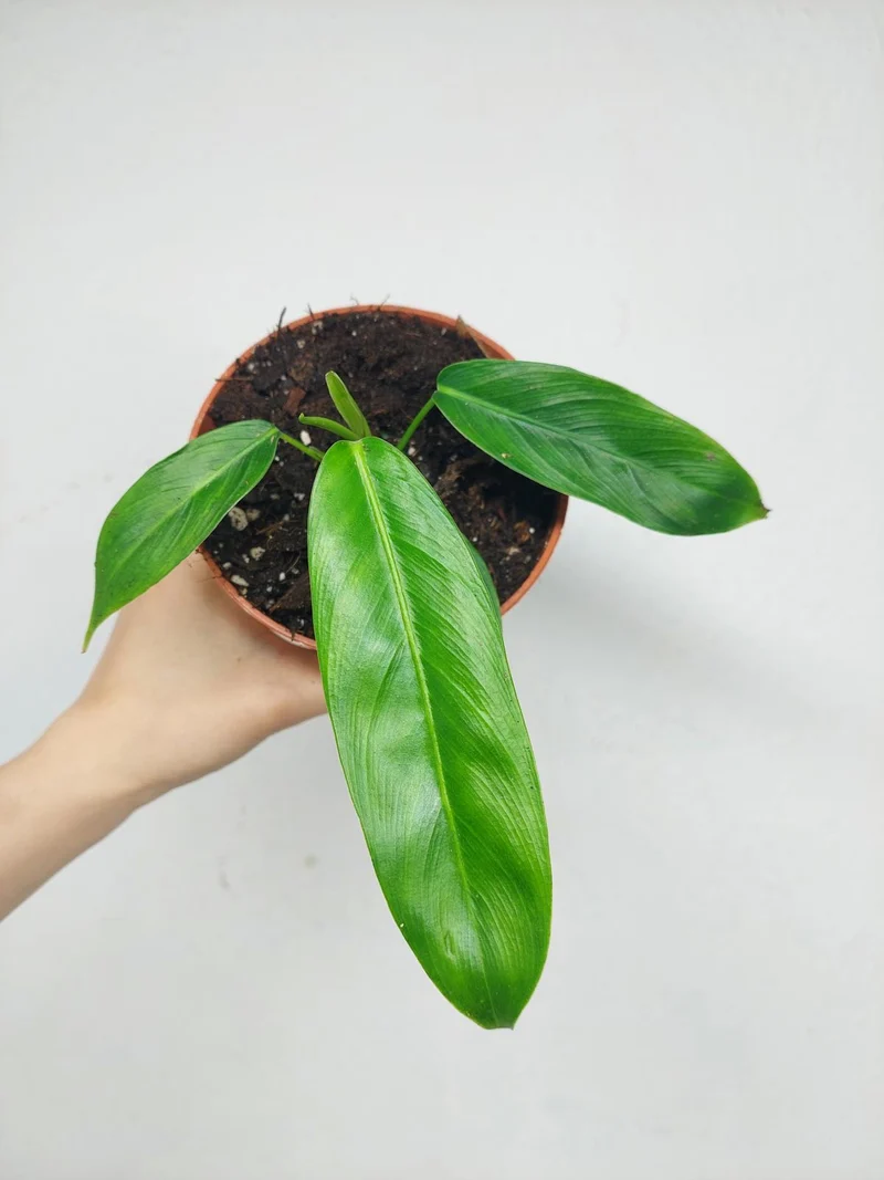 Philodendron Patriciae