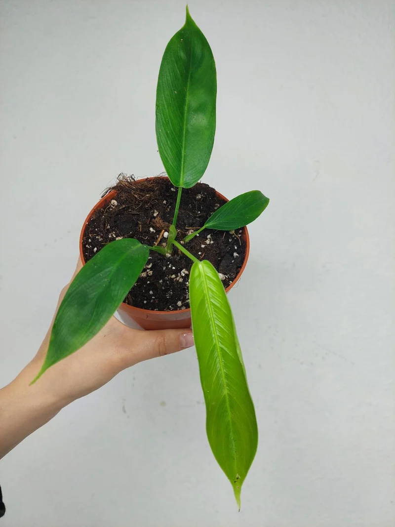 Philodendron Patriciae