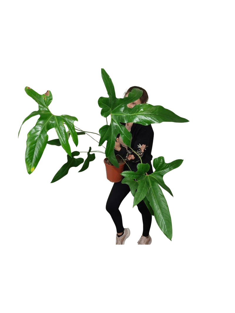 Anthurium Pedatum groß