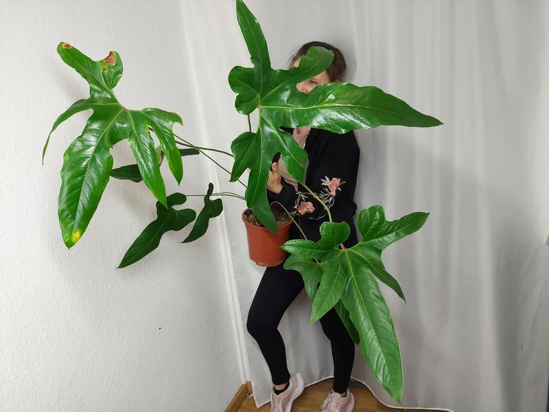 Anthurium Pedatum groß