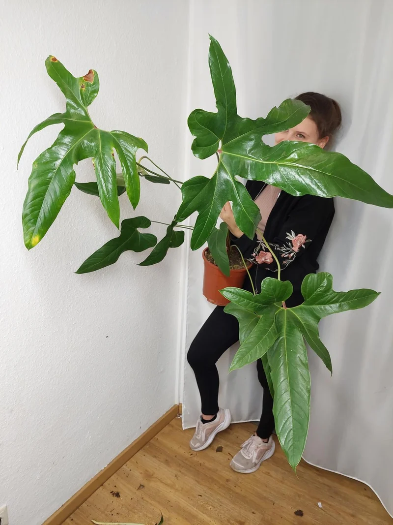Anthurium Pedatum groß