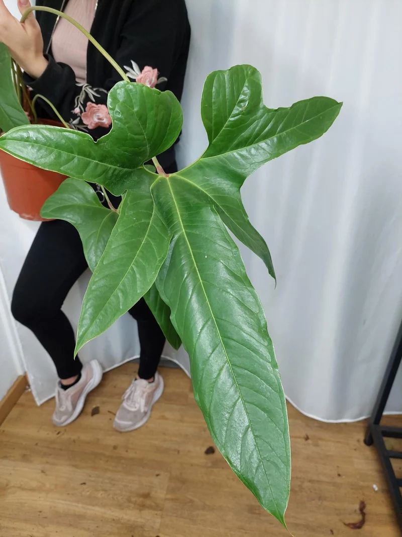 Anthurium Pedatum groß