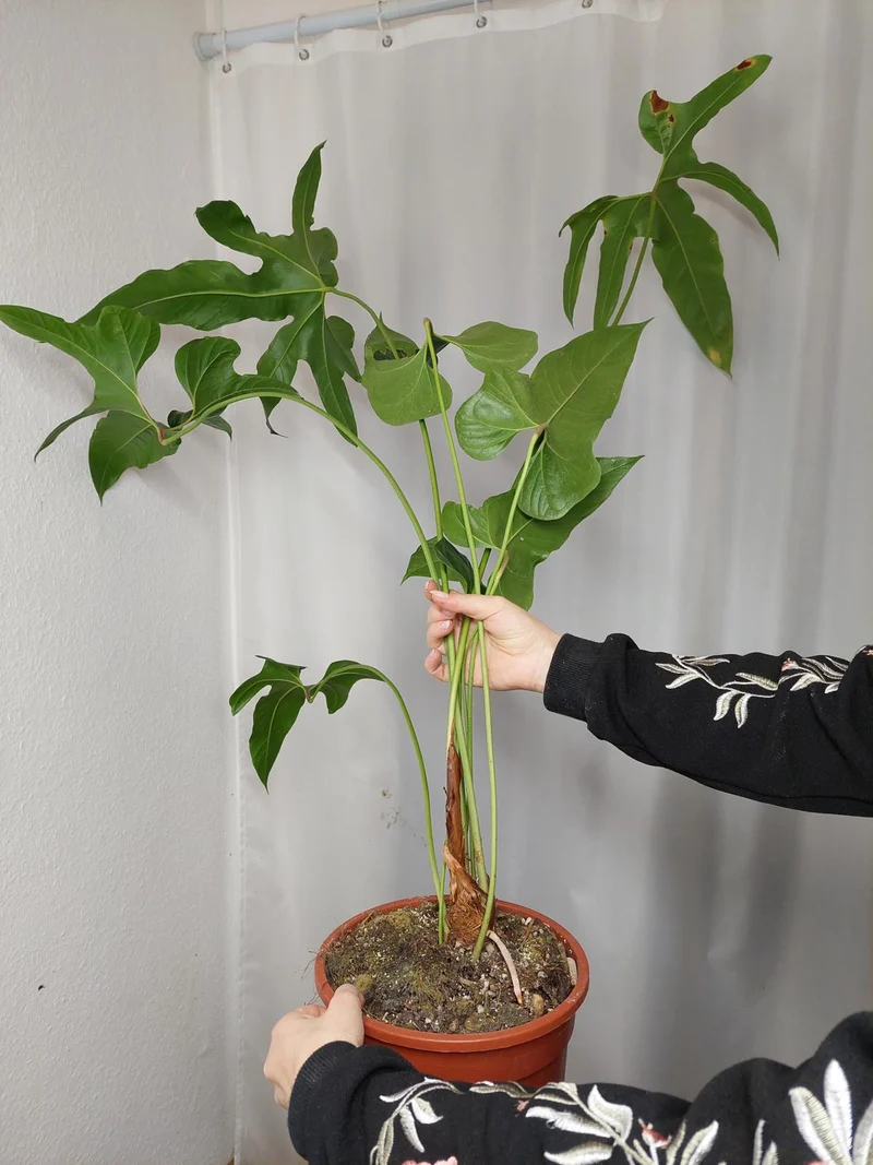 Anthurium Pedatum groß