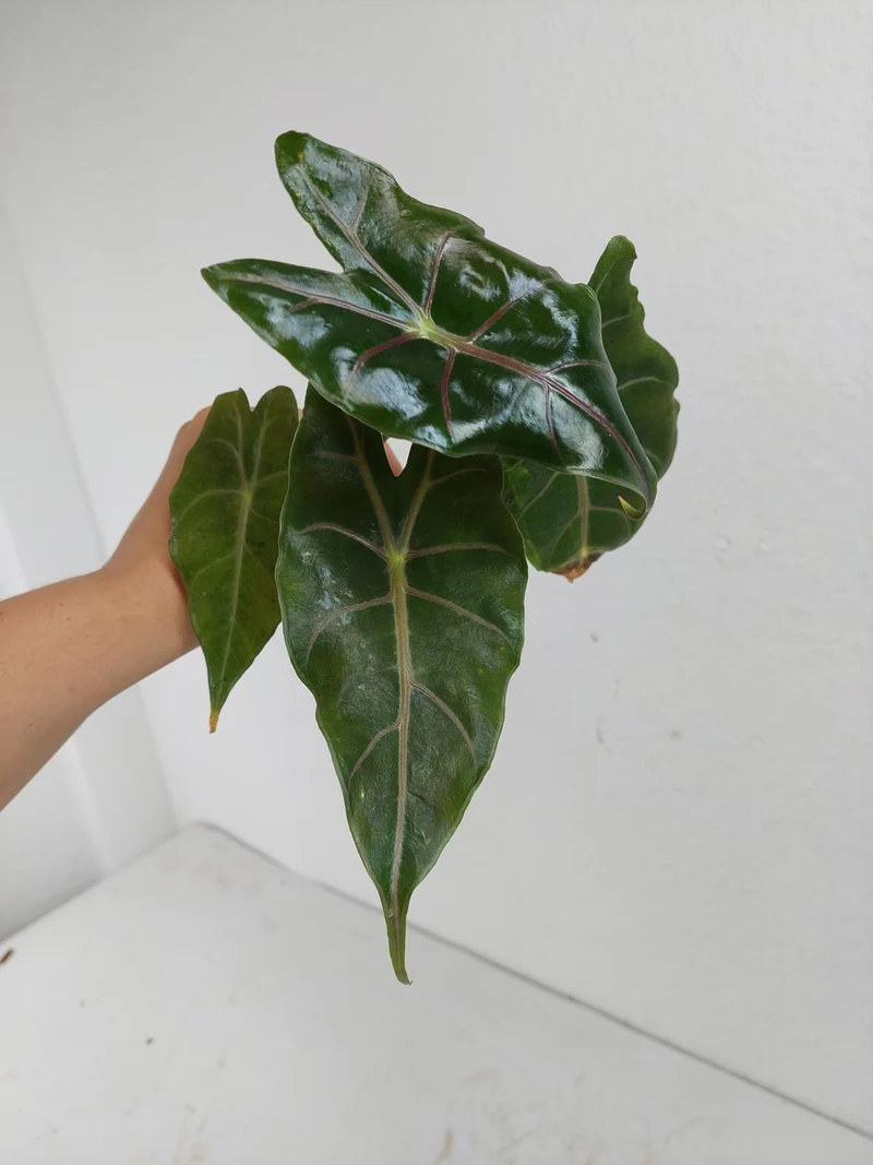 Alocasia Suhirmaniana Purple Vein (Rhizom / Bulbe)